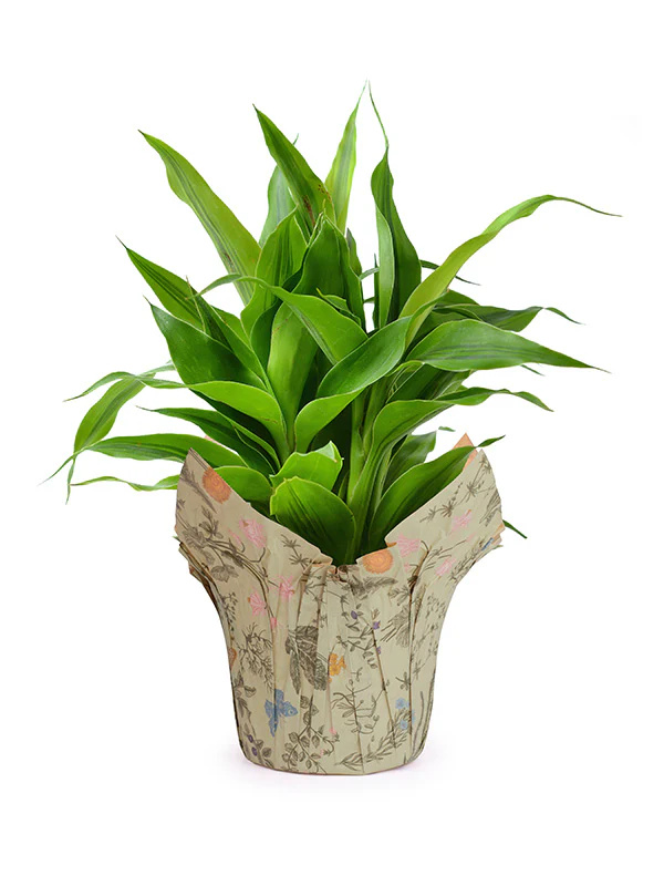 Botanical Kraft Pot Cover - Image 3