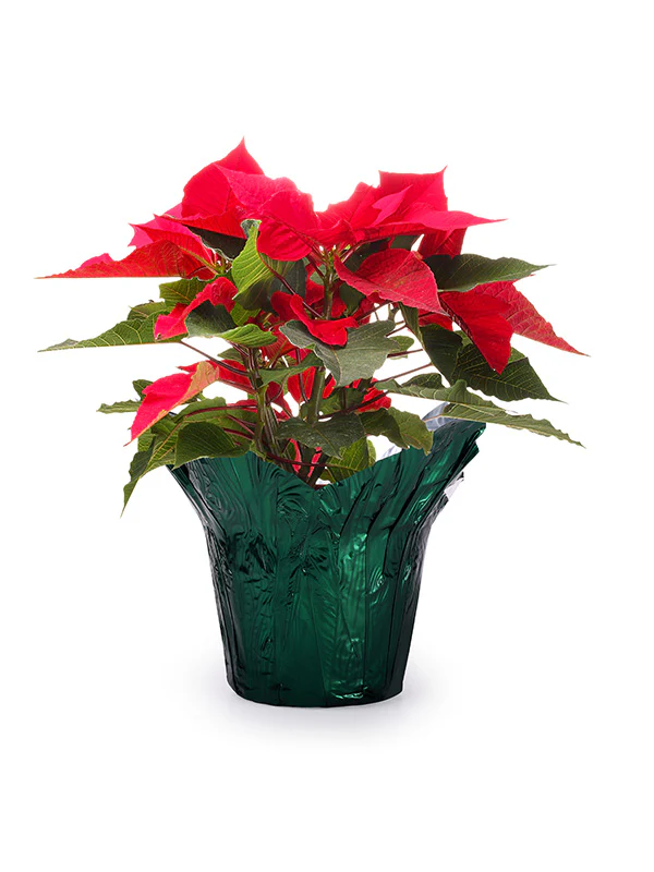 Evergreen Metallic Pot Cover - Image 3