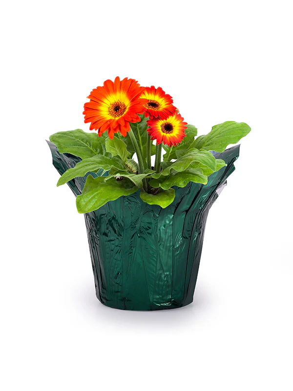 Evergreen Metallic Pot Cover - Image 4