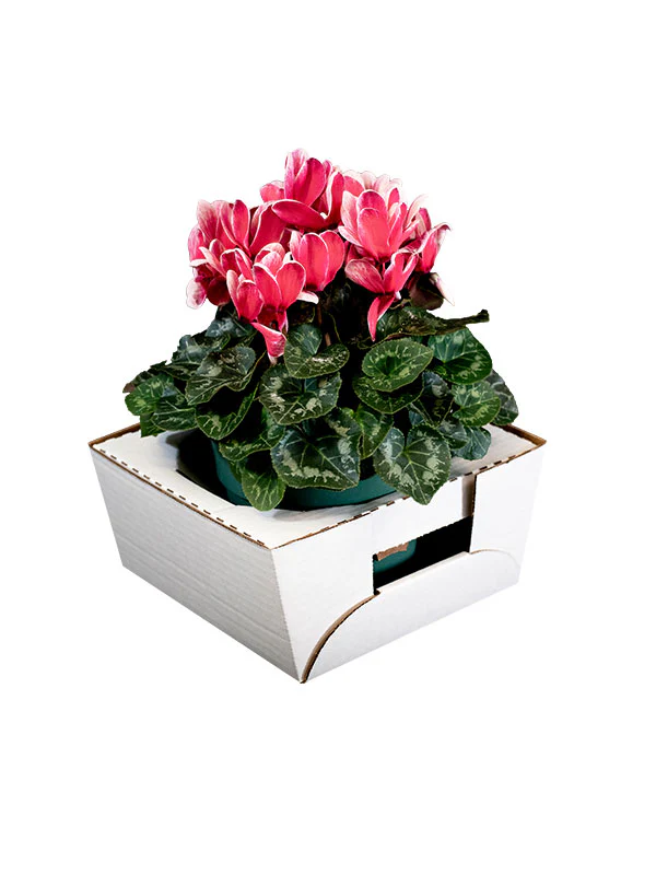 Jetwrap Floral Delivery Box II #604 - Image 8