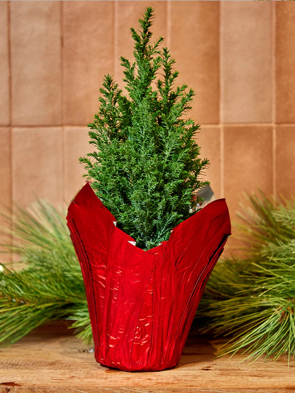 Red Metallic Pot Cover - Image 3